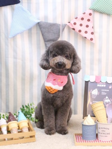 20250514chipieちゃん